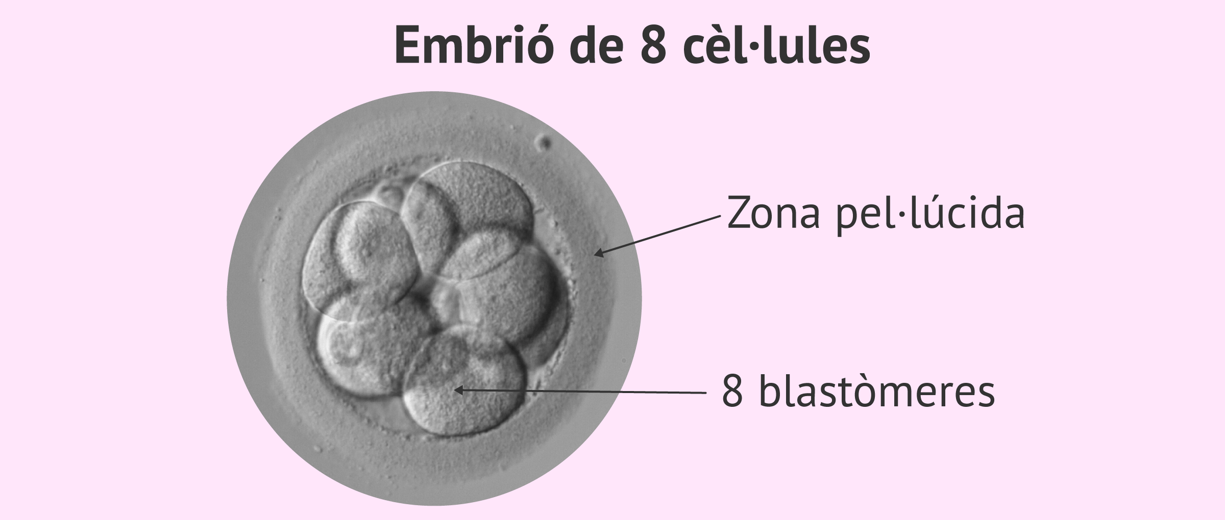 Estructura d'un embrió de 3 dies de 8 cèl·lules