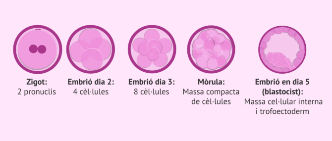 Imagen: Etapes del desenvolupament embrionari