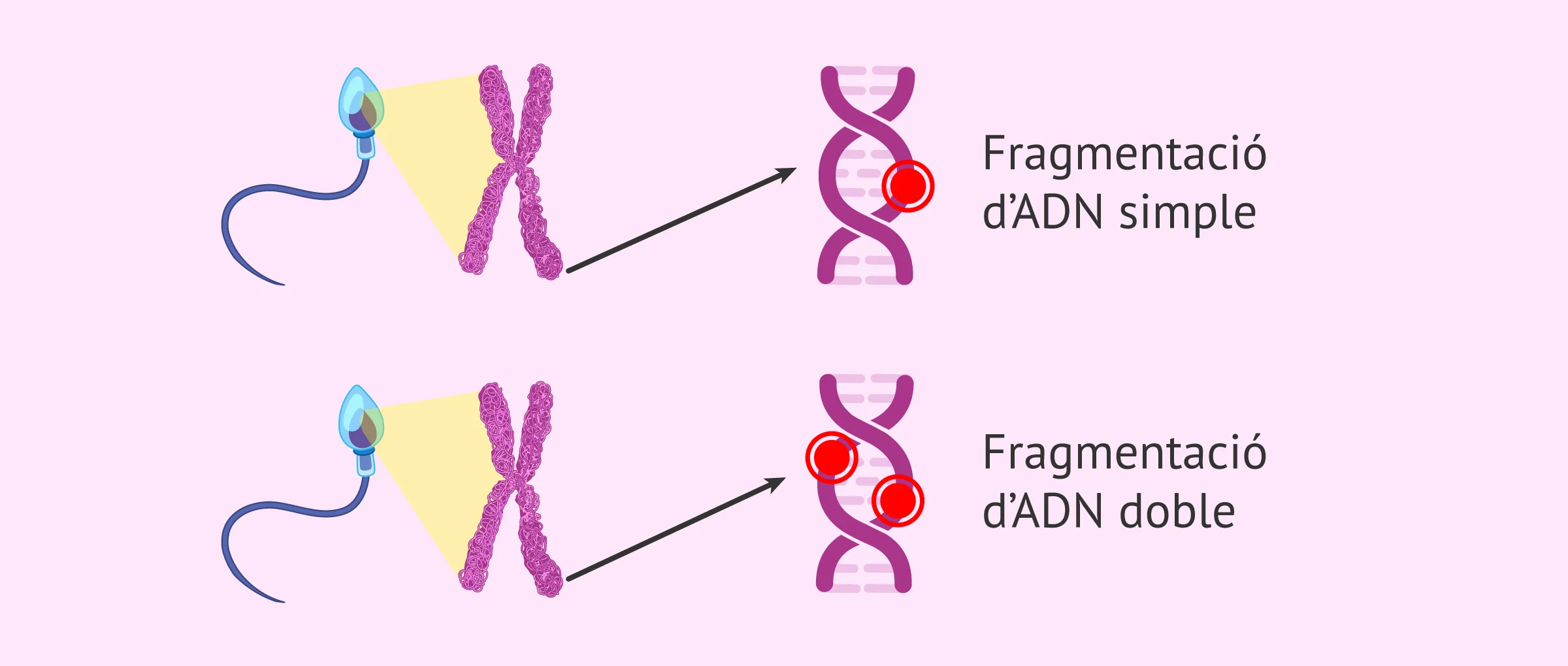 Fragmentació d'ADN espermàtic