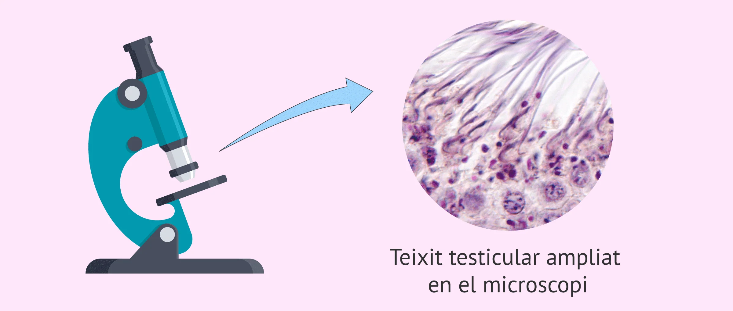 Imagen: Observació del teixit testicular al microscopi