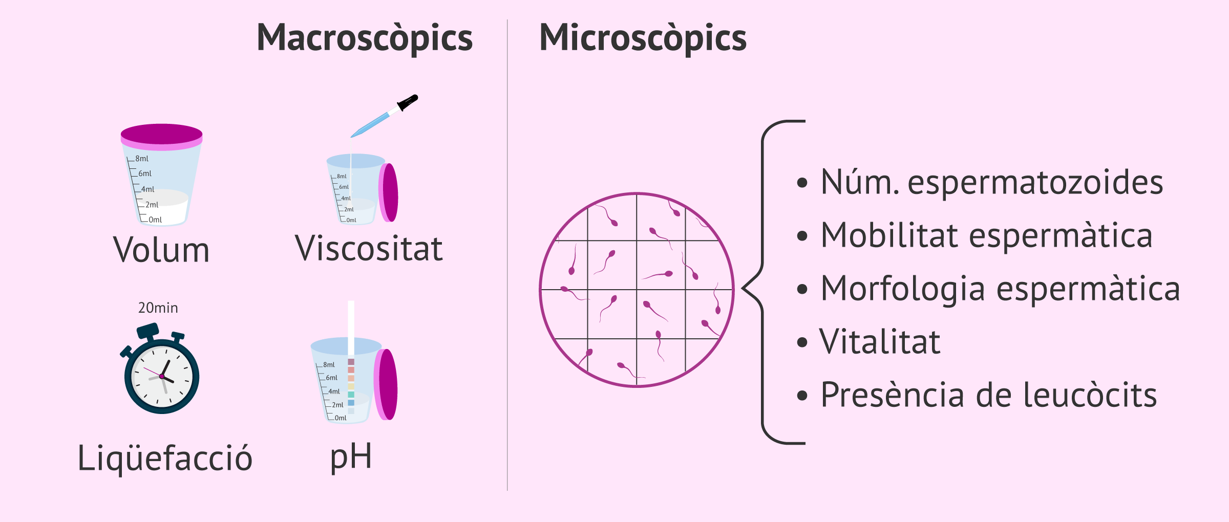 Seminograma bàsic amb els paràmetres macroscòpics i microscòpics