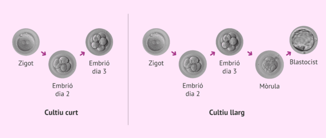 Imagen: Quins tipus de cultius embrionaris existeixen?