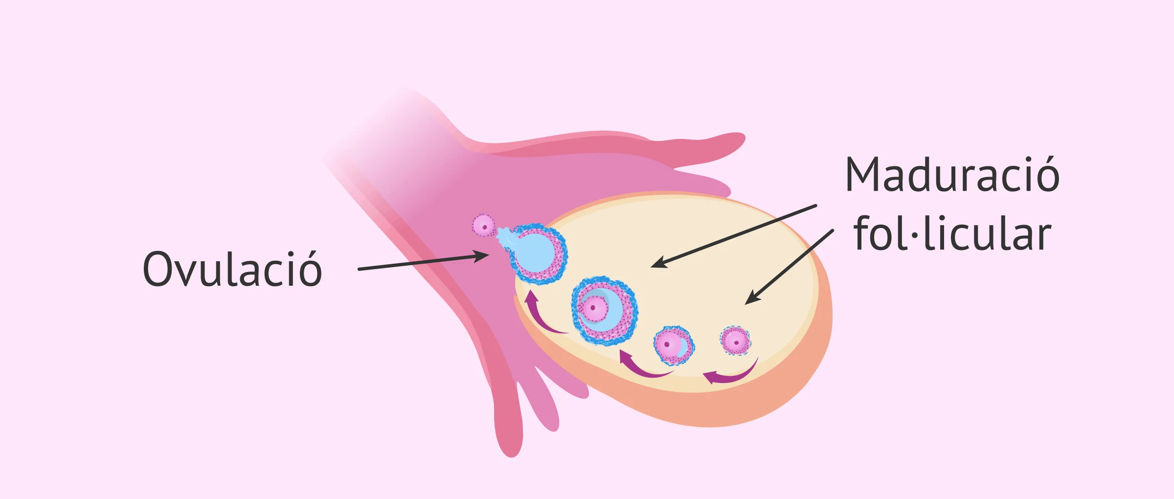  Factor endocrí-ovàric