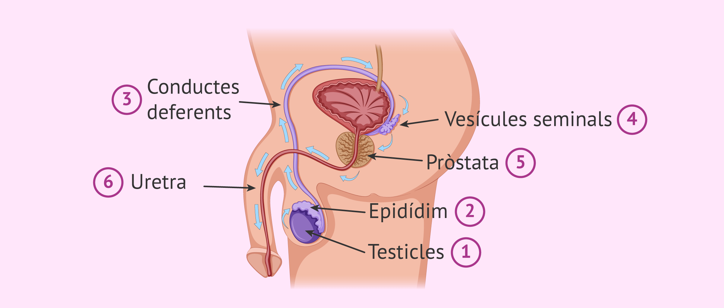 Viatge dels espermatozoides des de la formació fins a l'expulsió
