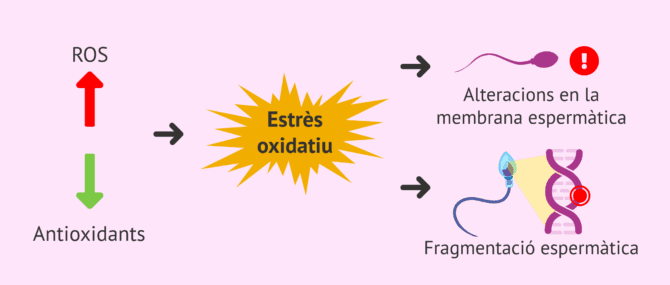 Imagen: Estrès oxidatiu i avortament recurrent