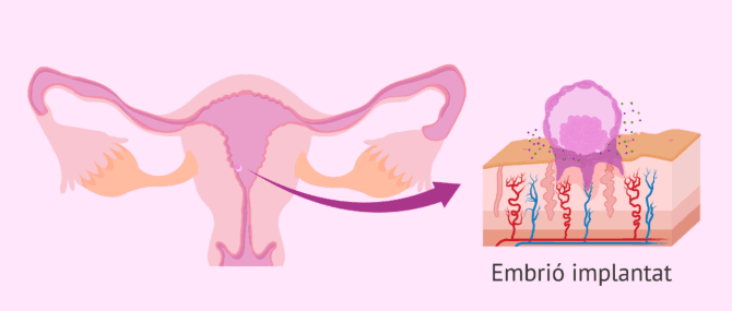 Imagen: Què passa durant la implantació de l'embrió?