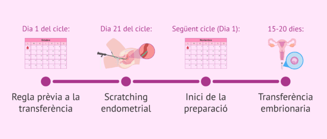 Imagen: El moment adequat per fer una raspatge endometrial