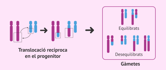 Imagen: Translocació recíproca en el progenitor