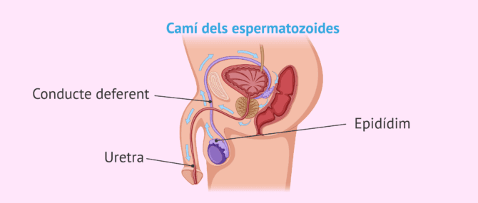 Imagen: Vies seminals per al transport d'espermatozoides