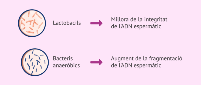 Imagen: Implicacions dels bacteris presents en el microbioma seminal