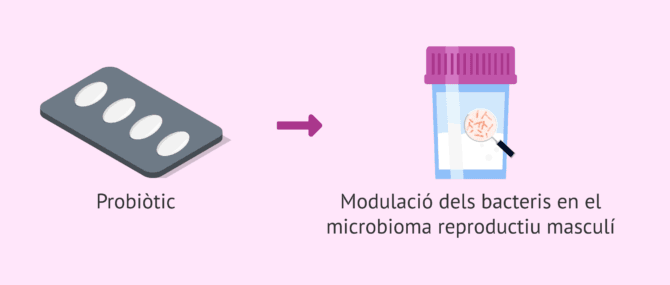 Imagen: Com modular el microbioma seminal?