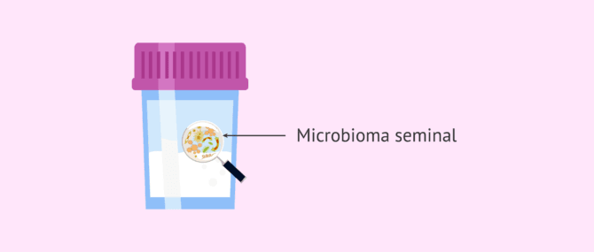 Imagen: Microbioma seminal i fertilitat masculina