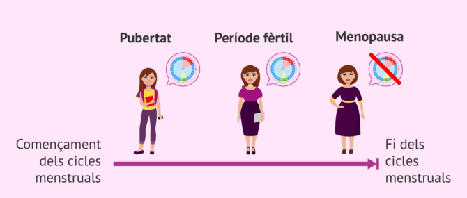 Imagen: Etapes de la fertilitat femenina