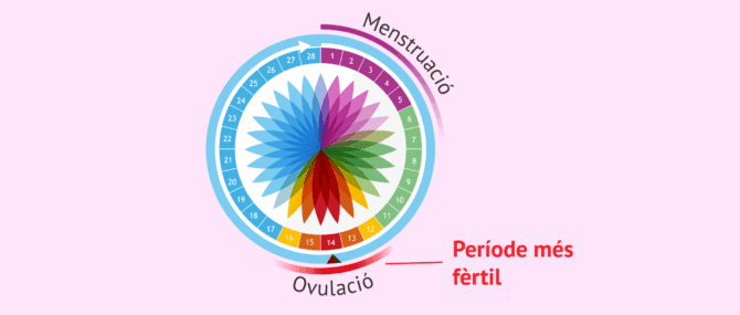 Imagen: Calendari d'ovulació