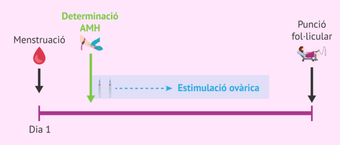 Imagen: Quan fer l'anàlisi d'AMH?