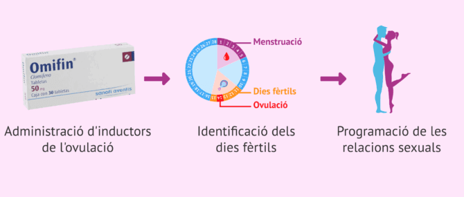 Imagen: Fàrmacs inductors de l'ovulació i coit programat en dones amb SOP