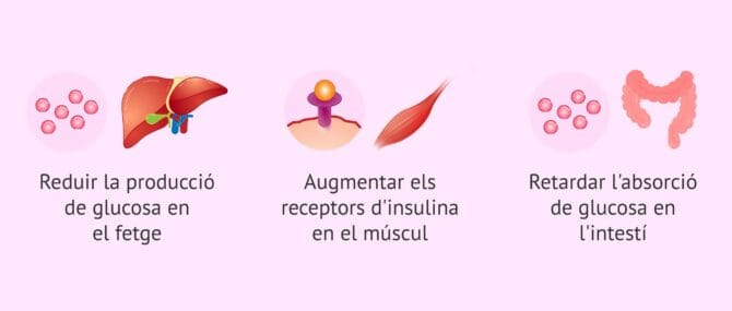 Imagen: Mecanisme d'acció de la metformina