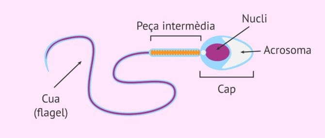 Imagen: Espermatozoide amb morfologia normal