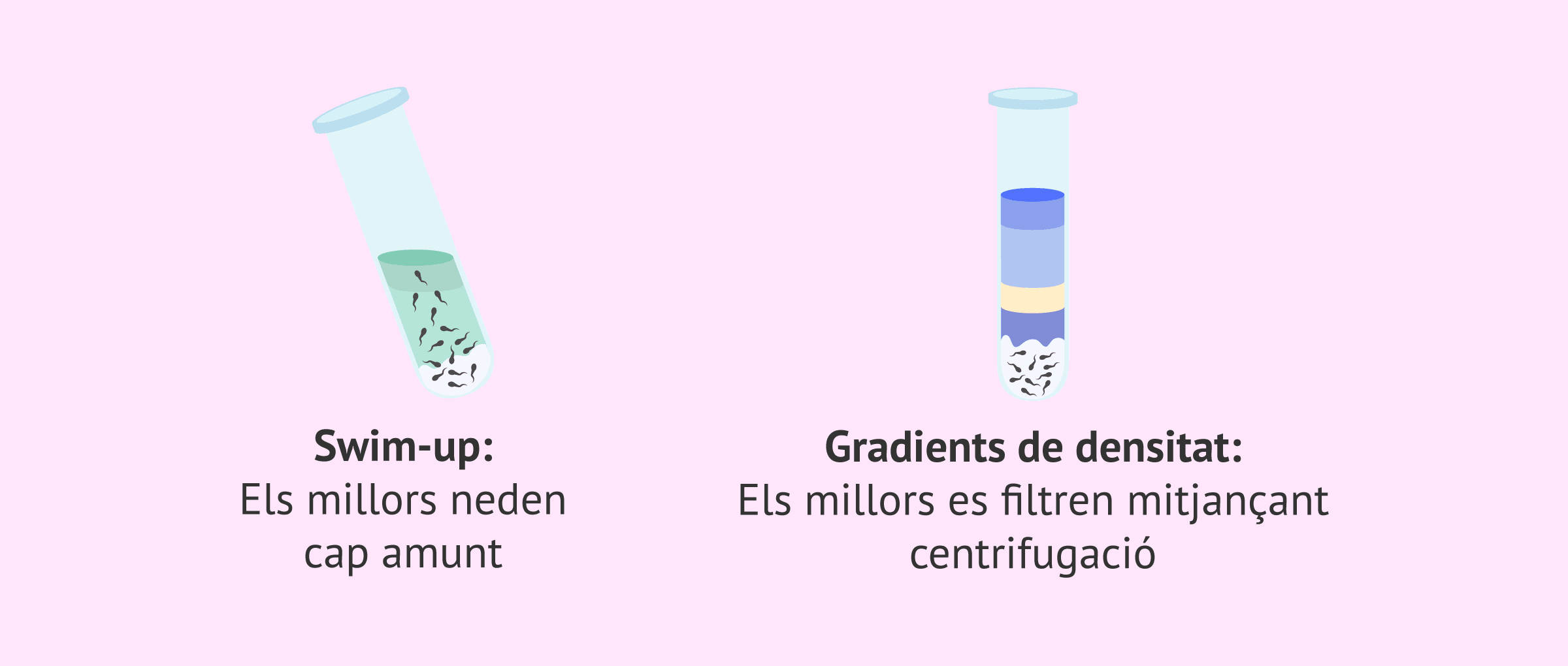 Preparar el semen: la ciència tomba una falsa creença de l'èxit