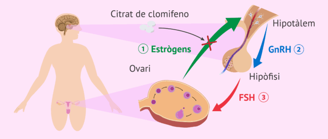 Imagen: Citrat de clomifè per induir l'ovulació