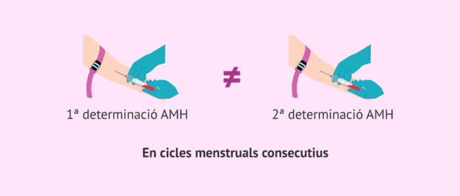 Imagen: Variacions de l'AMH entre cicles menstruals