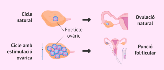 Imagen: Cicle natural i cicle estimulat en la dona