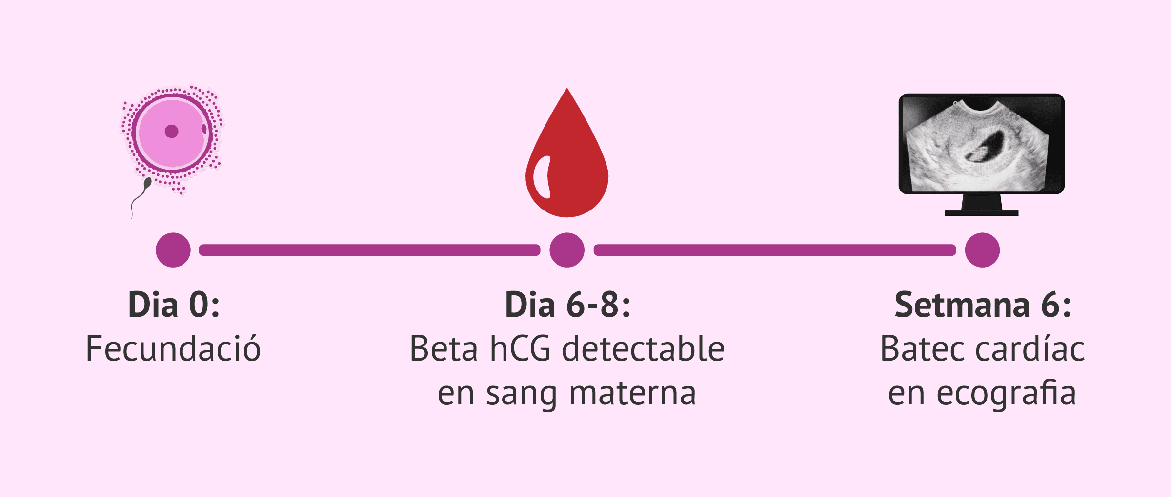 L'increïble dada de la beta hCG que defineix l'èxit de l'embaràs